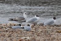 Larus canus