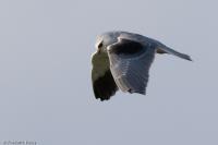 Elanus caeruleus