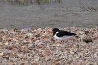 Haematopus ostralegus