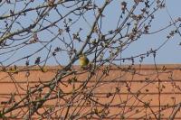 Emberiza cirlus