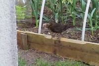 Turdus merula