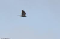 Accipiter gentilis