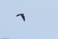 Accipiter gentilis