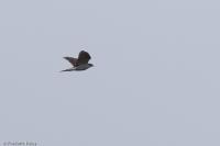 Accipiter gentilis