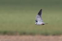 Elanus caeruleus