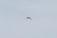 Ardea alba