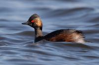 Podiceps nigricollis