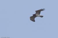 Circaetus gallicus