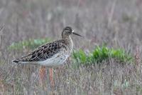 Calidris pugnax