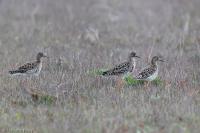 Calidris pugnax