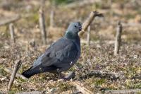 Columba oenas