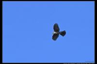 Accipiter gentilis