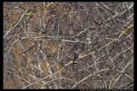 Accipiter gentilis
