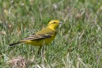Motacilla flava