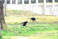Corvus frugilegus