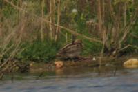 Lymnocryptes minimus