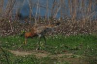 Limosa limosa