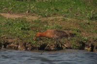 Limosa limosa
