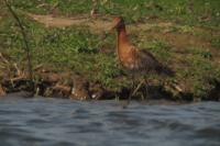 Limosa limosa