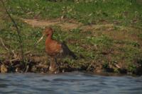Limosa limosa