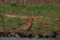 Limosa limosa