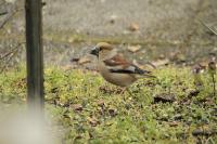 Coccothraustes coccothraustes