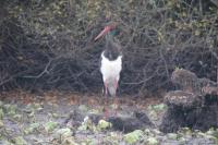 Ciconia nigra