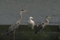 Platalea leucorodia