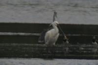 Platalea leucorodia