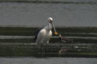Platalea leucorodia