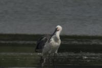 Platalea leucorodia