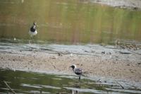 Pluvialis squatarola