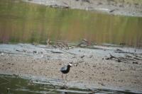 Pluvialis squatarola