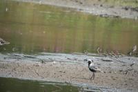 Pluvialis squatarola