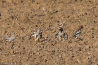 Burhinus oedicnemus