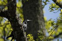 Corvus frugilegus