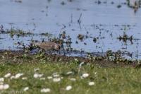 Calidris temminckii