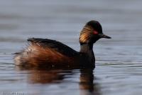 Podiceps nigricollis