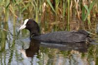Fulica atra