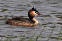 Podiceps cristatus