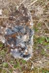 Athene noctua