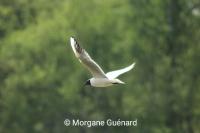 Chroicocephalus ridibundus