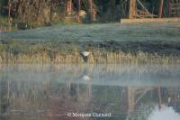 Ardea cinerea