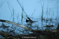 Motacilla alba