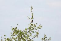 Saxicola rubicola