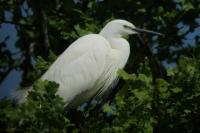 Egretta garzetta