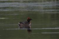 Podiceps auritus