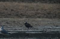 Pluvialis squatarola