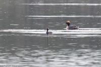 Podiceps auritus