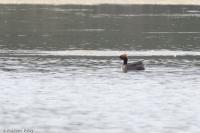 Podiceps auritus